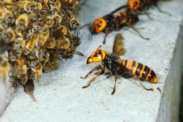 Пчелиные войны, или Печальный конец нашей первой пасеки