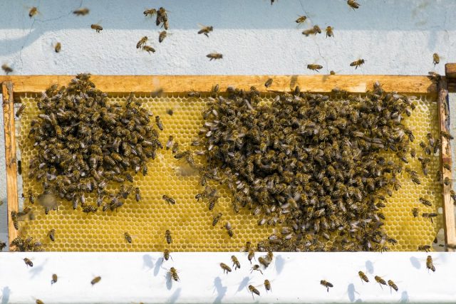 Если поставить соты с медом неподалёку от уликов, налетят и осы, и шершни, и чужие пчёлы