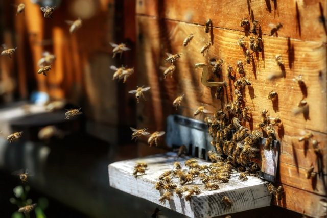 Начало военных действий издалека выглядело как осада – много пчёл кружилось над ульями, пчёлы ползали по стенкам улья, пытаясь проникнуть внутрь