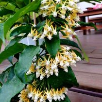 Хойя многоцветковая (Hoya multiflora)
