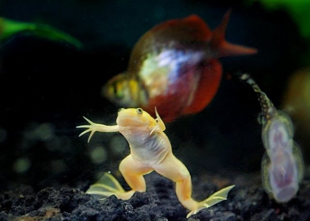 Шпорцевым лягушкам требуется крупный грунт в аквариуме, чтобы они не смогли его проглотить