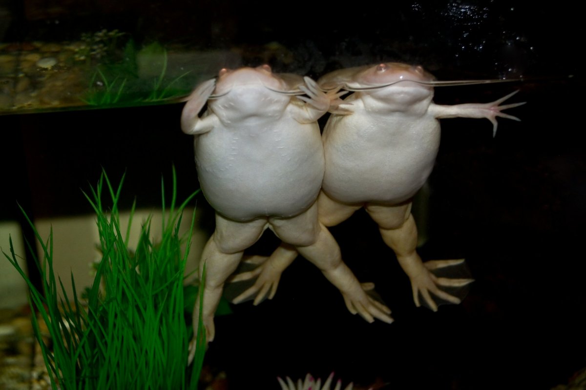 Шпорцевые лягушки, или Как оживить жизнь аквариума? Содержание и уход, фото  — Ботаничка