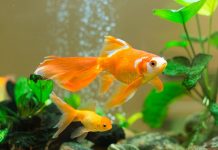 10 пород золотых рыбок для начинающих и опытных аквариумистов