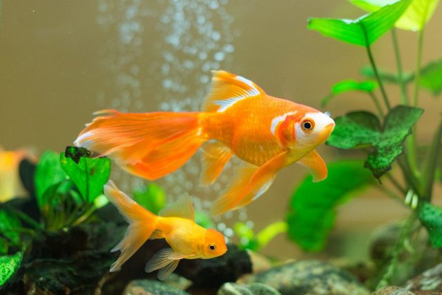 10 пород золотых рыбок для начинающих и опытных аквариумистов