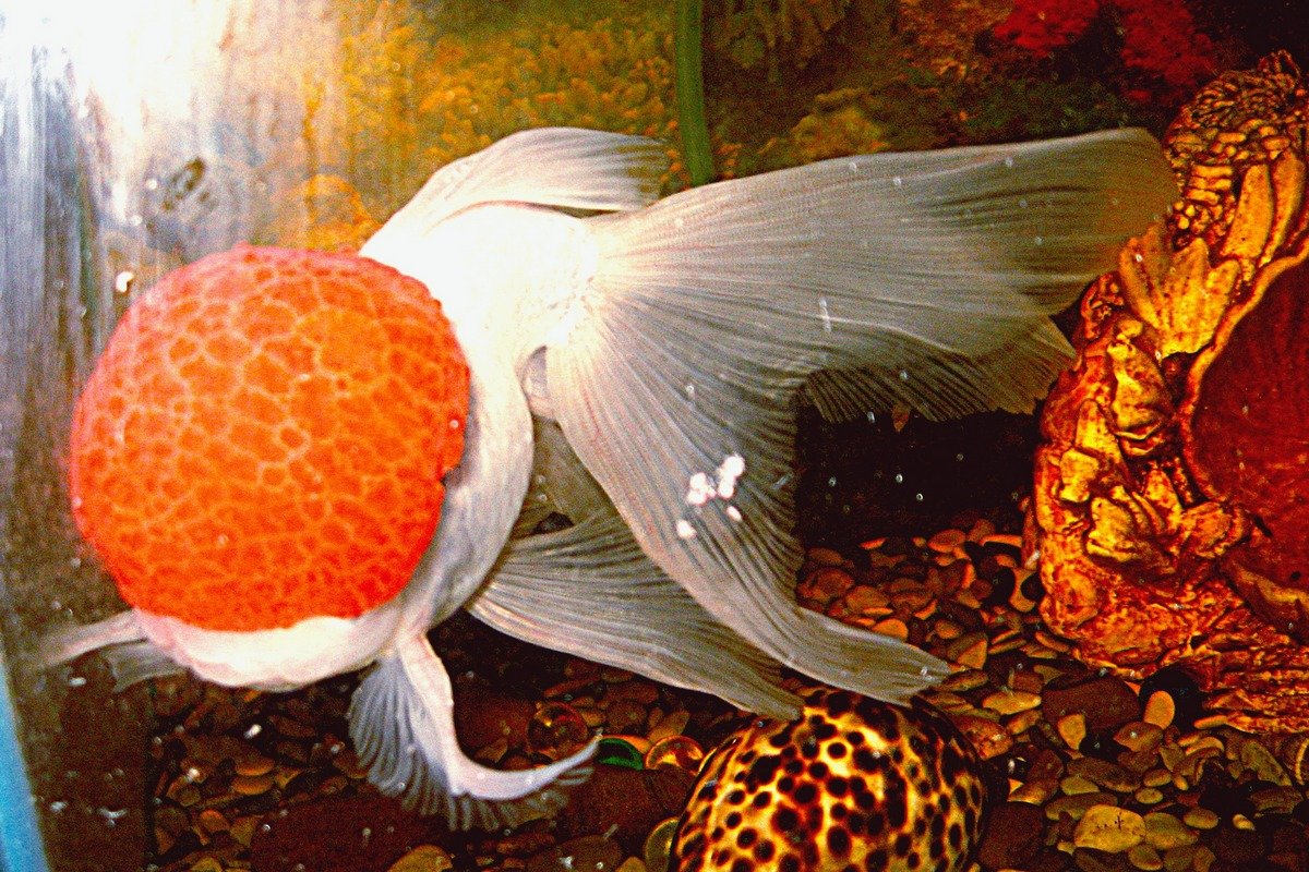 Золотая рыбка красная шапочка фото