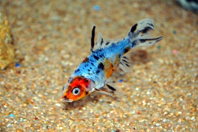 От обыкновенной золотой рыбки и «Кометы», рыбка «Шубункин» главным образом отличается пятнистой многоцветной окраской
