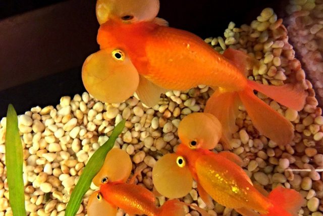 Главная отличительная черта золотой рыбки «Водяные глазки» — два огромных прозрачных пузыря возле глаз, наполненных жидкостью