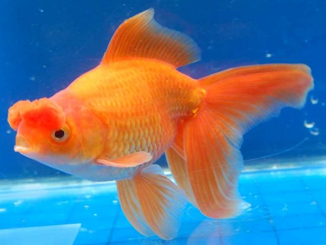 Самая главная отличительная черта золотой рыбки «Помпон» — это мясистые носовые отростки