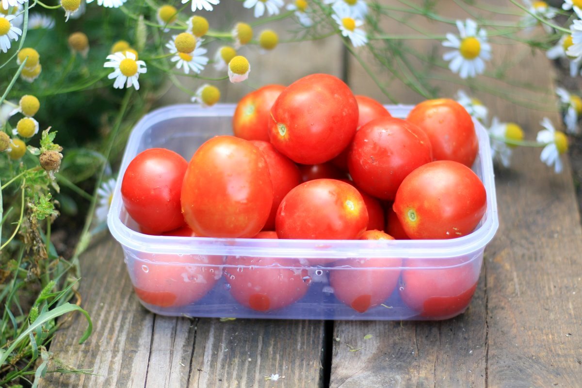 12 сортов томатов, испытанных мною в прошлом году. Личный опыт. Фото —  Ботаничка