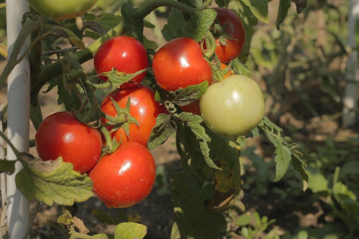 12 сортов томатов, испытанных мною в прошлом году. Личный опыт. Фото —Ботаничка