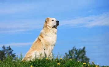 Почему алабай — идеальная собака для загородной жизни?