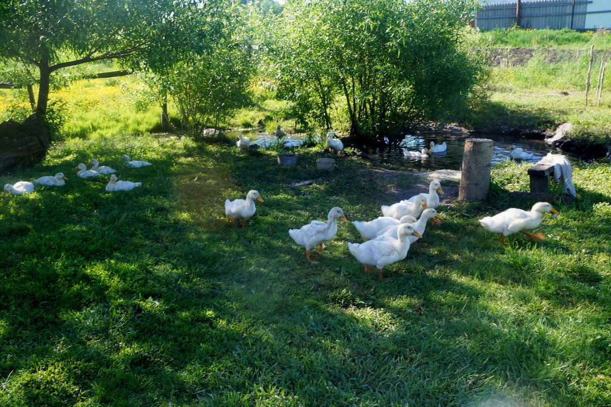 Домик для цыплят своими руками (143 фото)