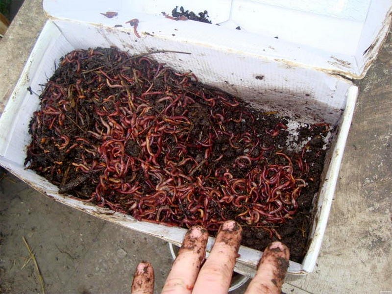 Дождевые черви — зачем нужны и как их развести для производства удобрения?  Фото — Ботаничка