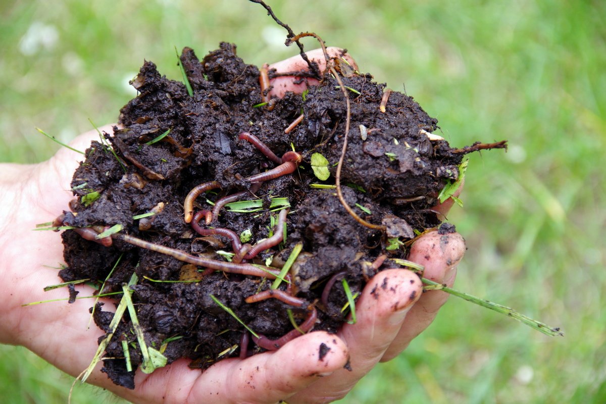 Дождевые черви — зачем нужны и как их развести для производства удобрения?  Фото — Ботаничка