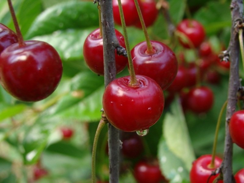 Мои сибирские вишни — самые зимостойкие виды и сорта. Личный опыт,особенности выращивания. Фото — Ботаничка