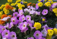 Профессиональные семена однолетних цветов для цветоводов-любителей