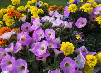Профессиональные семена однолетних цветов для цветоводов-любителей