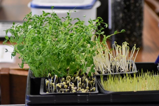 Если вы хотите пополнить ассортимент именно зелени, задумайтесь о выращивании микрозелени