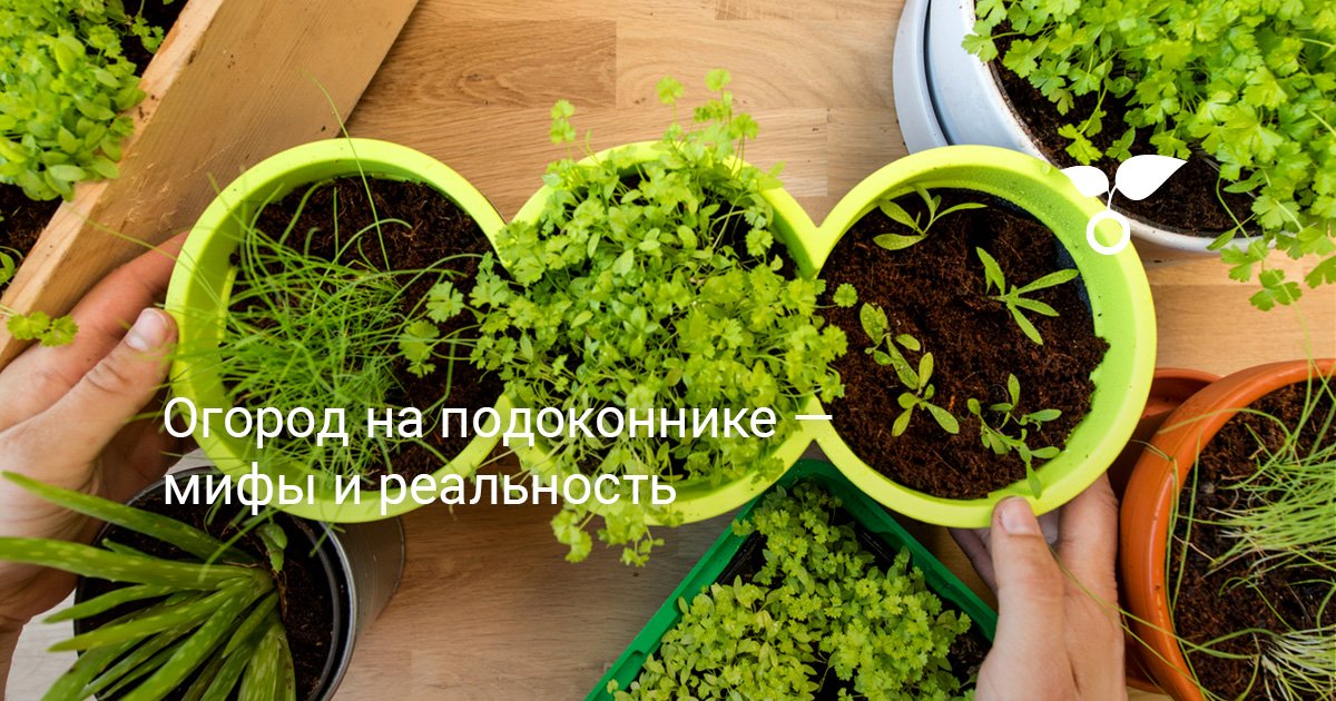 ТОП-5 овощей, которые можно выращивать даже на подоконнике 🥬