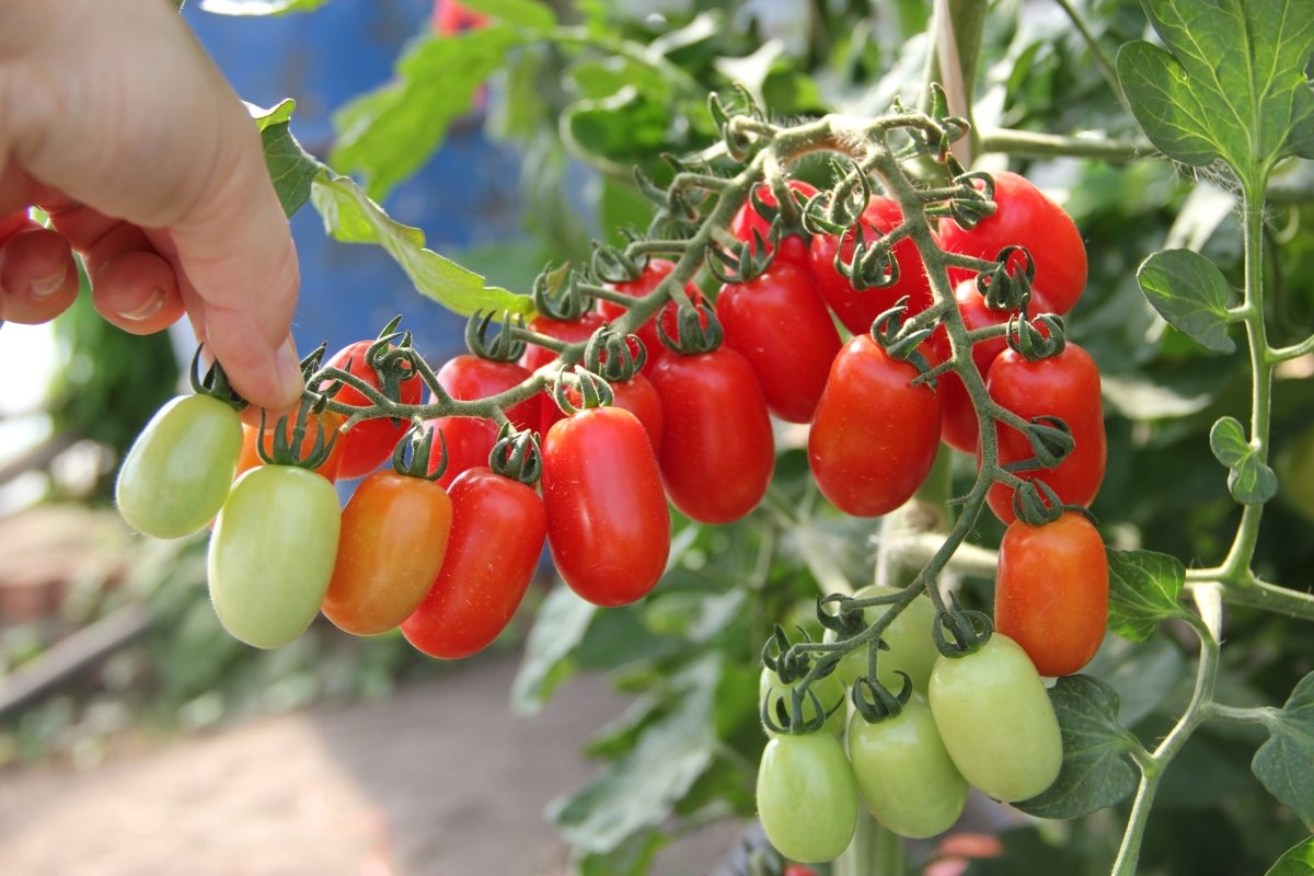 Особенности выращивания томата на подоконнике — Ботаничка