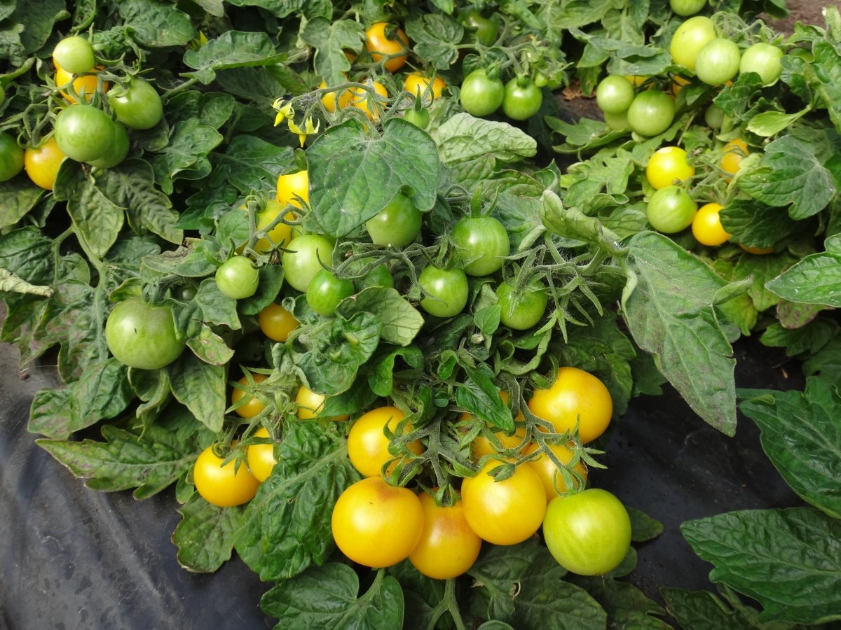Особенности выращивания томата на подоконнике — Ботаничка