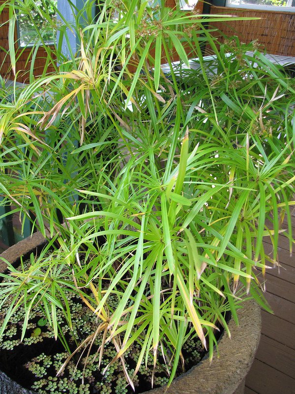 Циперус оберточный (Cyperus involucratus)