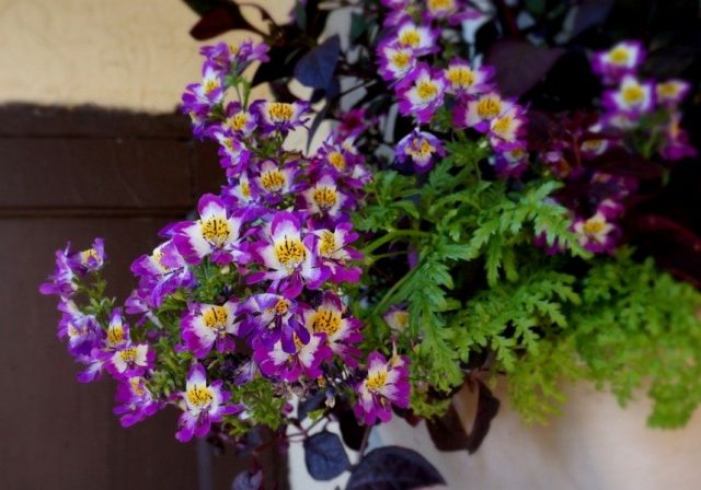 Схизантус, или Шизантус «Лилак биколор» (Schizanthus 'Lilac Bicolor')