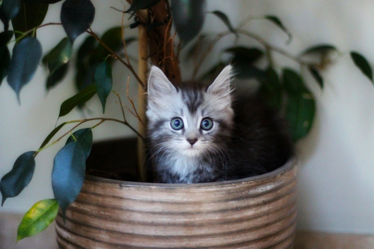6 главных вещей, которые должны знать хозяева маленького котенка. Чем  кормить, как приучить к лотку, уход. Фото — Ботаничка