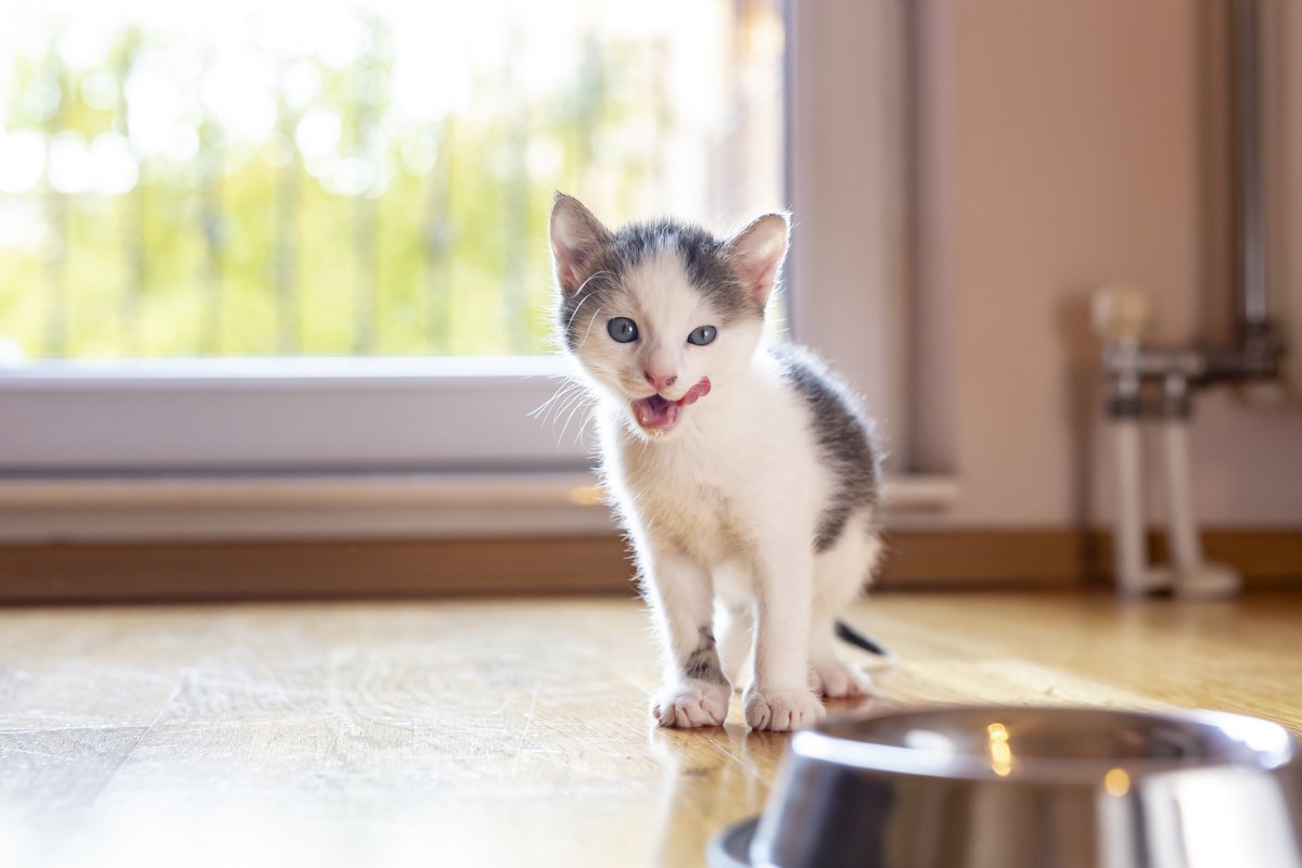 6 главных вещей, которые должны знать хозяева маленького котенка. Чем  кормить, как приучить к лотку, уход. Фото — Ботаничка
