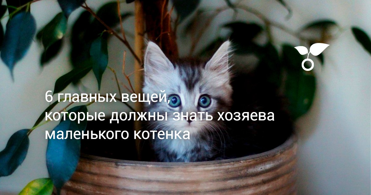 Лежанка для кошки своими руками: 5 простых моделей, которые легко сшить