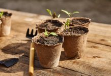 Почему болеет рассада, и какие биопрепараты помогут сделать почву идеальной для выращивания здоровых растений