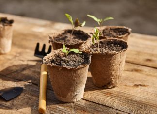 Почему болеет рассада, и какие биопрепараты помогут сделать почву идеальной для выращивания здоровых растений