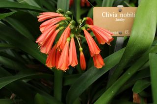 Кливия благородная (Clivia nobilis) 