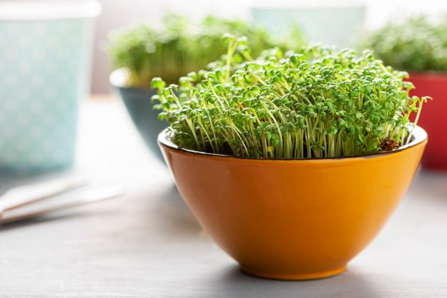 Микрозелень дома — простые правила выращивания