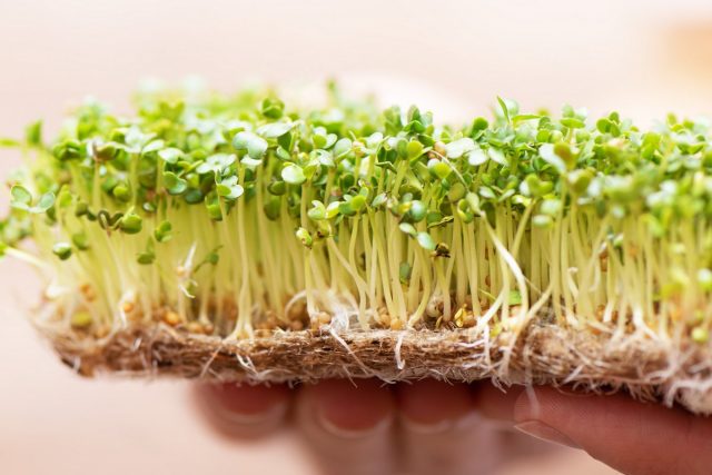 Микрозелень в домашних условиях проращивают не только в воде, но и на марле и вате, льняных тканях или мешковине, в вермикулите, перлите и др.