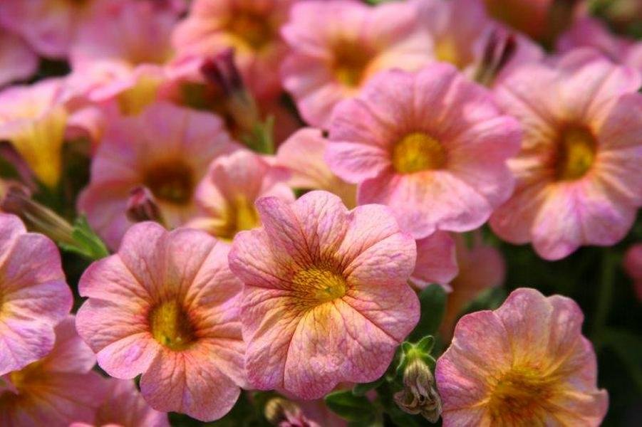 Селекция петуний: Петхоа — новое слово в мире цветоводства