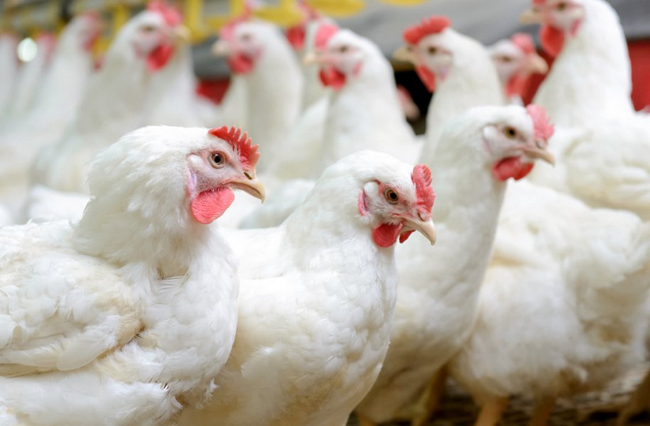 Антибиотики для цыплят и кур широкого спектра действия: от каких болезней и как давать, дозировка