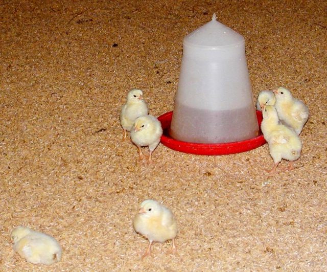 Необходимо, чтобы у цыплят всегда была в наличии свежая вода