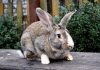 Разведение кроликов для начинающих — породы, уход, получение потомства