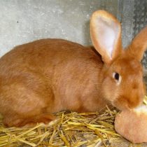 Кролик «Бургундский»