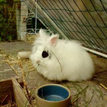 Кролик «Ангорский карликовый»