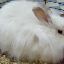 Кролик «Белый пуховой»