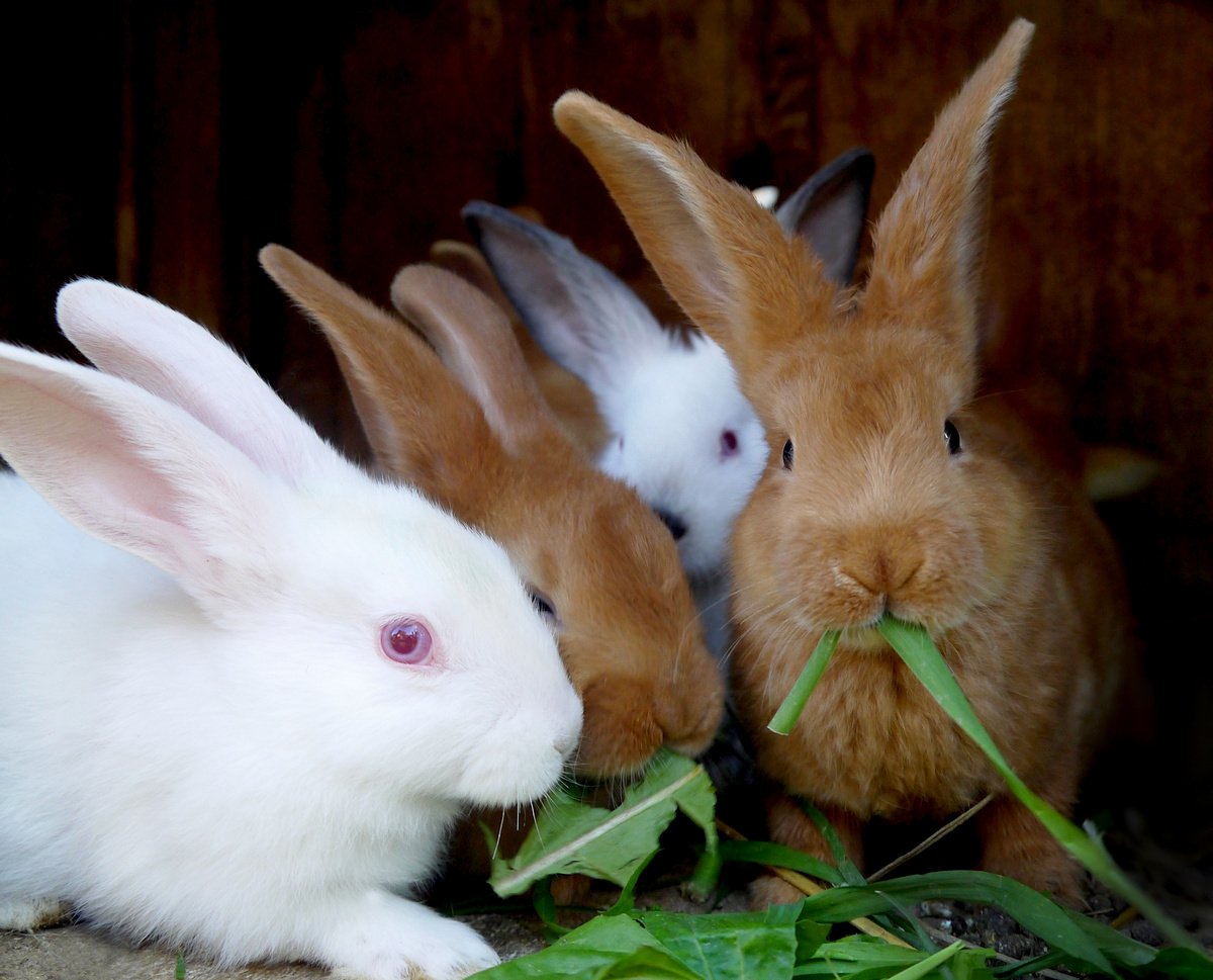 Кролик Новозеландский: особенности породы, содержание и разведение