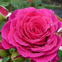 Клумбовая роза «Юр Бьюти»