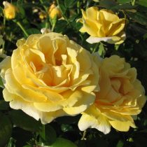 Клумбовая роза «Микельанжело»