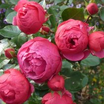 Роза флорибунда «Помпонелла»