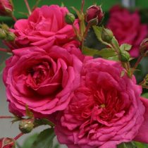 Плетистая роза «Лагуна»