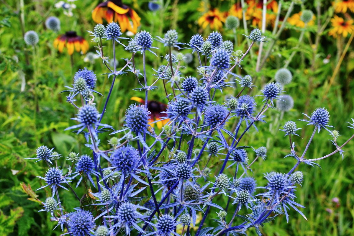 Синеголовник, или «чертогон» — модная колючка в саду. Виды и сорта, использование в дизайне, фото — Ботаничка