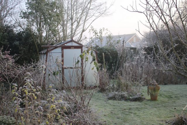 Тёплая зима — чем грозит садоводу?
