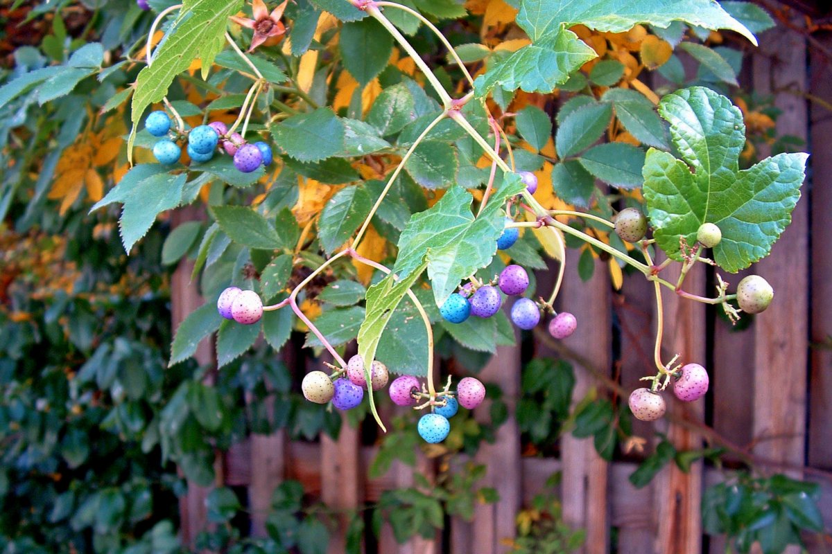Выращивание железистого виноградовника в средней полосе: мой опыт и рекомендации